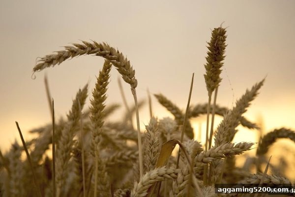 捕鱼达人h5新手福利指南：现金奖励与充值返利全解析